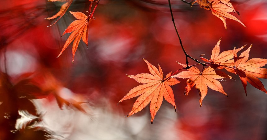 �Es obligatoria la apreciaci�n de oficio de la caducidad en el procedimiento sancionador?